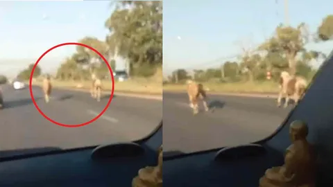 สีหมอกมาแล้ว! คนขับรถงง ม้ามายังไง วิ่งแข่งกันบนถนนหลวง (คลิป)