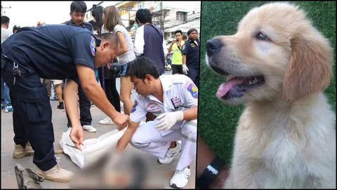 โซเชียลสงสาร 'ไข่เจียว' ตูบคอขาดเหตุกระบะชนระนาว ขออย่าทิ้งศพลงถังขยะ