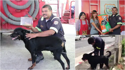 ร็อตไวเลอร์ฝรั่งล่ามทิ้ง ได้บ้านใหม่ คนรักหมากว่า 100 จับสลากรับเลี้ยง (คลิป)