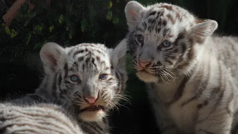 ชมความน่ารักกันชัดๆ ลูกเสือโคร่งขาว พันธุ์เบงกอล ใกล้สูญพันธุ์!