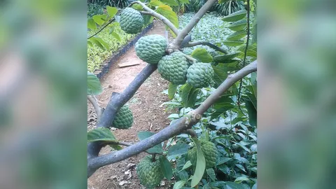 “น้อยหน่าฝ้ายเขียวเกษตร 2” มีกิ่งตอนใหม่ขาย