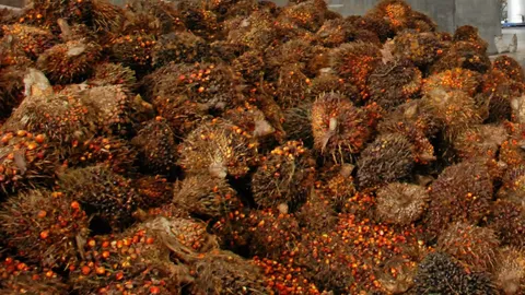 บอร์ดปาล์ม มีมติส่งออกปาล์มดิบ 1 แสนตัน-ใช้ในประเทศอีก 1 แสนตัน