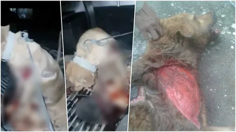 เหี้ยม! ล่าต่างด้าวขโมยหมา จับลากกับพื้นจนหนังหลุด คาดนำไปฆ่ากิน