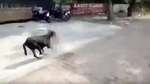 สุดช็อก! หมาจรจัดอินเดียขโมยทารกแรกเกิดไปให้ลูกแทะกิน