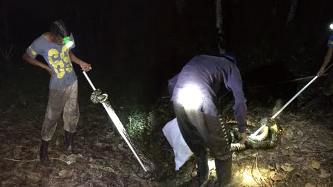 ขอขัดจังหวะนิด!! กู้ภัยจับงูเหลือมแยก กำลังพลอดรัก รัดกันแน่นในสวนยาง