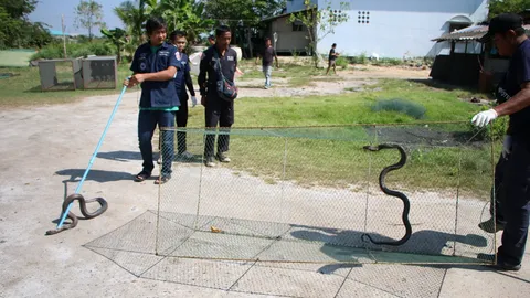 มาคู่! งูเห่า 2 ตัวนอนขดในเล้า เฝ้าซากไก่ที่กัดรอเขมือบ คาดเป็นผัวเมีย