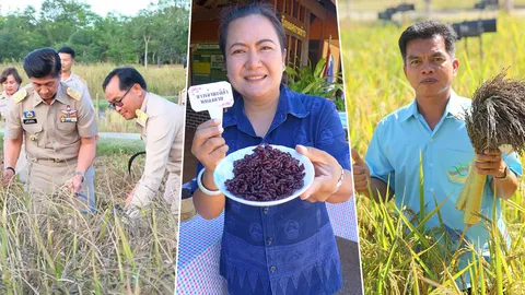 มะลิดำ..หนองคาย ธัญโอสถพันธุ์ใหม่