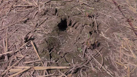 ชาวบ้านลำปาง แห่ขอโชคลาภ 'รอยเท้าประหลาด'เชื่อเป็นของ'เจ้าที่เจ้าทาง' 