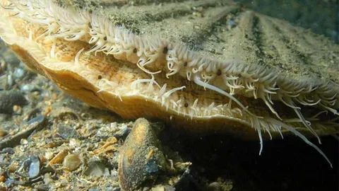 หอยเชลล์มีดวงตาที่น่าทึ่งถึง 200 ตา