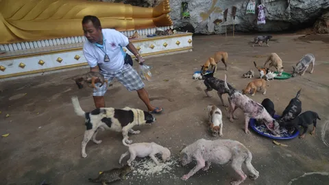 ตร.เกษียณใจบุญ ช่วยเหลือหมาแมวเมืองตรัง ที่ถูกนำมาทิ้งที่วัดหัวเขา