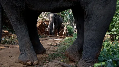 เศร้า รถไฟชนช้างป่าอินเดีย 5 ตัว ตายคาที่