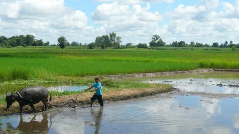 ครม.ไฟเขียวงบ 1.6 พันล้าน ลดปลูกข้าว จ่ายชาวนาไม่เกินคนละ 3 หมื่นบาท
