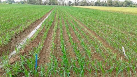 รายได้เกษตรกรขยับ หนี้ใกล้เคียงปีที่แล้ว กว่า 40% กู้ยืมต่อยอดผลผลิต