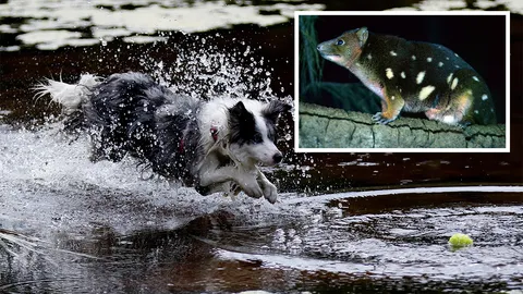 ออสซี่ฝึกสุนัขดมกลิ่นหาสัตว์ใกล้สูญพันธุ์ (คลิป)