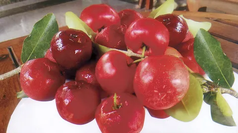 “เชอร์รี่หวานออสเตรเลีย” มีกิ่งตอนแหล่งใหญ่ขาย