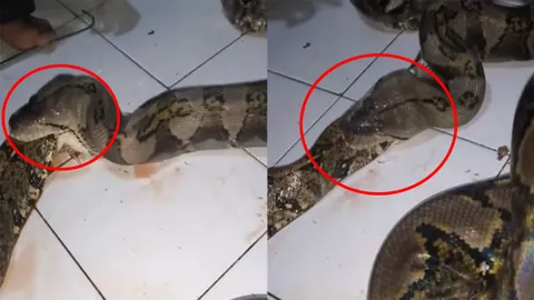 ขนลุกซู่! งูยักษ์เขมือบพวกเดียวกันต่อหน้าต่อตา หางยังคาปาก (คลิป) 