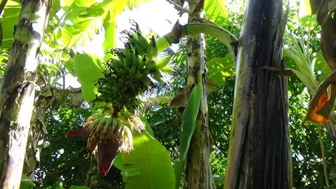 พะเยา กล้วยตานีประหลาด ออกลูกกลางลำต้น ชาวบ้าน แห่ตีเลขเด็ด 