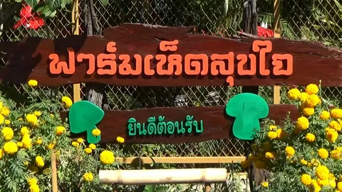 ทึ่ง! สาวพะเยาออกจากงาน มาทำฟาร์มเห็ด เพาะเห็ดขาย สร้างรายได้งาม