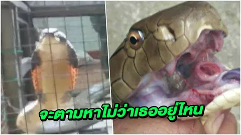 ยายผวา! งูจงอางตัวผู้ถูกจับ 2 วันถัดมาตัวเมียมาหาที่บ้านคาดตามกลิ่นผัว (คลิป)