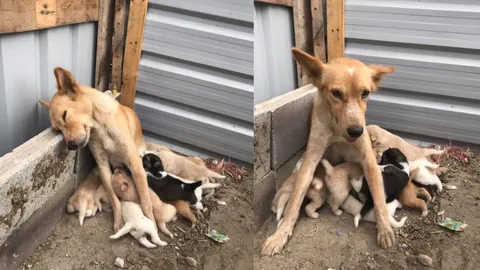 อาหารของความอาทร! ชาวเน็ตแชร์คลิป แม่หมานั่งหลับระหว่างลูกๆ แย่งกินนม