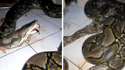  เปิดนาทีสยอง งูเหลือมยักษ์เขมือบงูเหลือม แห่ดูขนลุกทะลุ2.2ล้านวิว (คลิป)