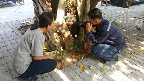 ชาวระยองแห่ขูดเลข กราบไหว้ต้นโพธิ์ศักดิ์สิทธิ์ ที่ขึ้นใน สภ.เมืองระยอง