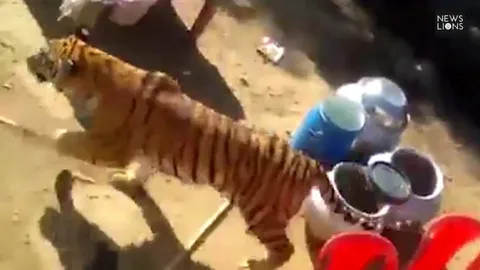 แตกตื่น! เสือโคร่งป่วนงานแต่งอินเดีย-บุกขย้ำชาวบ้านหวิดดับ (คลิป)