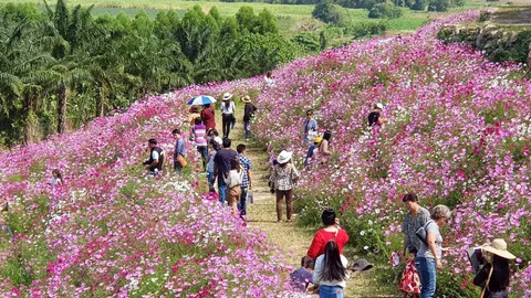 “ทุ่งคอสมอส” แลนด์มาร์คใหม่สวนละไม