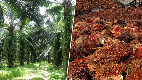 ครม.คลอด 7 มาตรการกระเตงราคา ตั้งเป้าลดสต๊อกปาล์ม 2 แสนตัน 