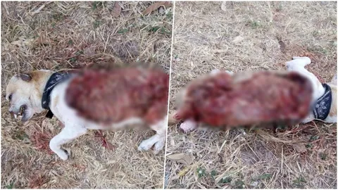 เหี้ยม! สุนัขเลี้ยงถูกมือมืดจับถลกหนัง ตัดขาหน้า หู จมูก ตายทั้งน้ำตา