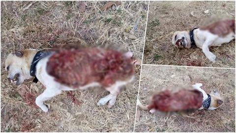 ใจร้ายผิดมนุษย์! จากใจเจ้าของชิวาวาถูกถลกหนัง สุดเศร้า วอนจับคนร้าย