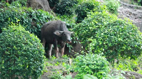 รุมจับควายสาว! ไล่ขวิดชาวบ้านพัทลุงเจ็บ 2 คาดหนีเตลิดจากโรงฆ่าสัตว์