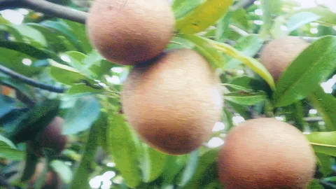 "ละมุดยักษ์สาลี่" ผู้ปลูกชอบ หวานราคาดี