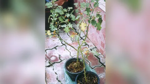 “มะแว้งต้น” สรรพคุณดี