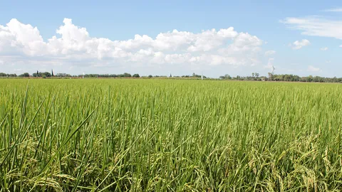 จากแม่โพสพ ถึงข้าวใหม่