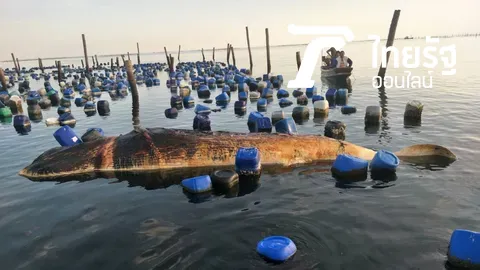 ปลาวาฬบูด้า ยาว 8 เมตร ตายลอยอืดดอนหอยหลอด ติดคอกหอยแมลงภู่