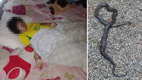 งูเห่ากัด! เด็ก 9 ขวบ นอนตายบนที่นอน ค้นห้องเจอยังเลื้อยขดอยู่ใต้ผ้า