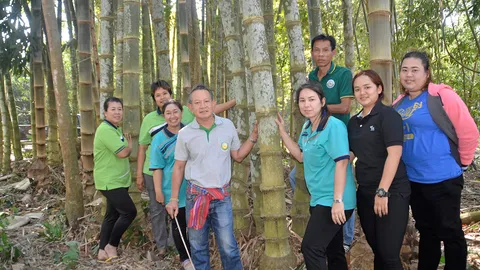 “ไผ่กอหลวง” คุณสมบัติควรค่าน่าอนุรักษ์