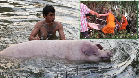 ทุลักทุเลเข้าช่วยเจ้าอู๊ด หมูวัด หนักกว่า 200 โล ตกแม่น้ำบางปะกง