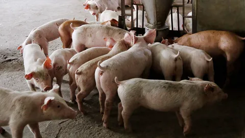 ทั้งฉุด ทั้งรั้ง “บิ๊กตู่” ทบทวนนำเข้าหมูสหรัฐ