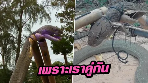 หรือจะเป็นอาถรรพ์! ขนลุกชัน 'งูจงอางยักษ์' 2 ตัวบุกบ้านเดิม 2 ครั้งติด