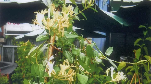 "สายน้ำผึ้ง" สวย​หอม​มี​คุณ​ค่า