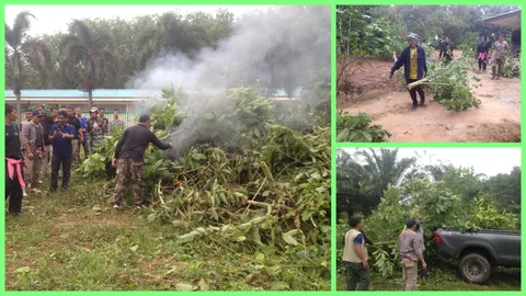 ตัดทิ้งทั้งอำเภอ ‘ต้นท่อม’ เขาพนม หลังผญบ.เป็นพ่อค้าคนกลาง ขายเอง!