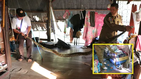 หัวใจจะวาย! สาวใหญ่ จ๊ะเอ๋ เหลือมยักษ์กลางบ้าน คอหวยส่องเลขลุ้นโชค