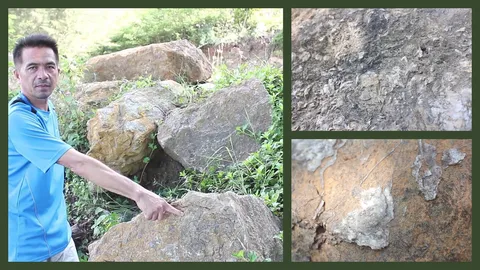 พบซากฟอสซิล สุสานหอยพันปีในชุมพร เตรียมดันเป็นแหล่งท่องเที่ยวแห่งใหม่
