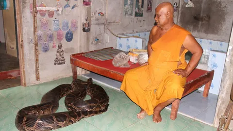 คนแห่ลูบไล้ 'แม่ทองคำ' เหลือมยักษ์ วัดห้วยระย้า เชื่อรักษาโรค (คลิป)