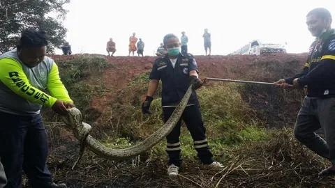 ถางหญ้าเจองูเหลือม 4 เมตร พระเณรที่เลยหนีวุ่น ร้อนกู้ภัยช่วยจับไปปล่อย