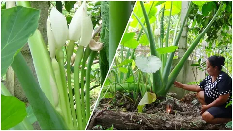 ชาวนครศรีฯ แห่กราบไหว้ 'ต้นคูน' ออกดอกรอบหลายปี คนตาดีเห็น 7 ชัด!