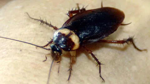 แก๊งแมลงสาบ