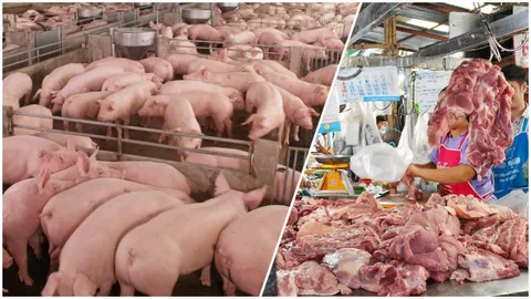 หมูล้นตลาด! ราคาตกผู้เลี้ยงรายย่อยเจ๊ง พิกบอร์ด ชงลดผสมแม่พันธุ์